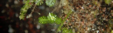 極小ナギサノツユ、フリソデミドリガイ、ナギサノツユ