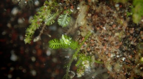 極小ナギサノツユ、フリソデミドリガイ、ナギサノツユ