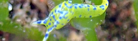 ナギサノツユ
