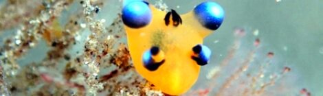 極小ピカチュウ(ウデフリツノザヤウミウシ)健在!カンランウミウシ、ナギサノツユ、フリソデミドリガイ