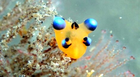 極小ピカチュウ（ウデフリツノザヤウミウシ）健在！カンランウミウシ、ナギサノツユ、フリソデミドリガイ