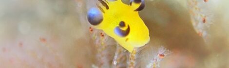 極小ピカチュウ発見!フリソデミドリガイとナギサノツユも近めに発見