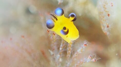 極小ピカチュウ発見！フリソデミドリガイとナギサノツユも近めに発見