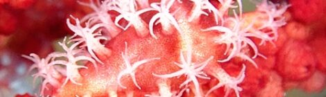 美しいウミウサギの仲間たち