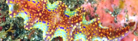 ヨセナミウミウシ フジナミウミウシ フリソデミドリガイ