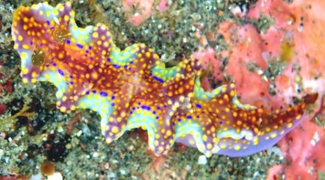 ヨセナミウミウシ　フジナミウミウシ　フリソデミドリガイ