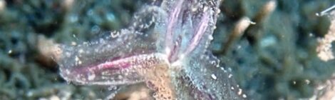 ウミヒルモの花　フリソデミドリガイ