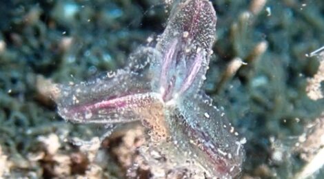 ウミヒルモの花　フリソデミドリガイ