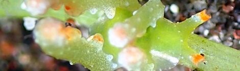 NEWフリソデミドリガイ、ナギサノツユ、タマミル