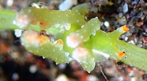 NEWフリソデミドリガイ、ナギサノツユ、タマミル