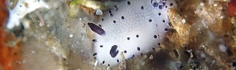 極小白ゴマ復活!黄ゴマ、フリソデミドリガイ、カンラン健在