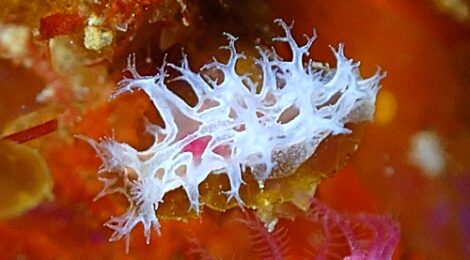 スカシハナガサ、ゴマフビロード、ナギサノツユ