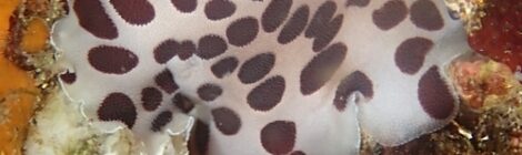 トサカスリウミウシ