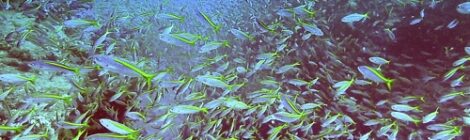 ホトケ岩ボート　透明度抜群魚影濃厚