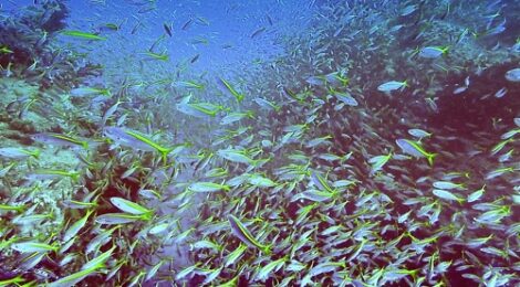 ホトケ岩ボート　透明度抜群魚影濃厚
