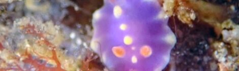 極小ミアミラウミウシ、ツガルウミウシ属の一種、テングノオトシゴ