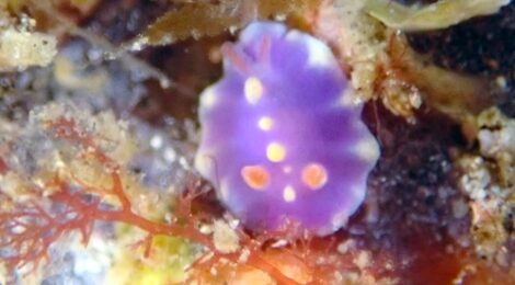 極小ミアミラウミウシ、ツガルウミウシ属の一種、テングノオトシゴ