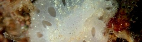 スポンジウミウシ　黄ゴマ　