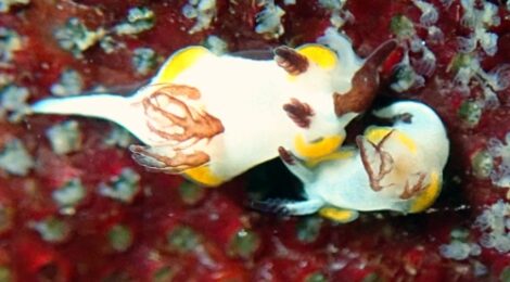 ツガルウミウシ属の一種の交接　カンランウミウシ