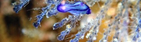 極小クロスジリュウグウウミウシ