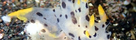 ツノザヤ、白ゴマ、アオウミガメ、巨大肉団子