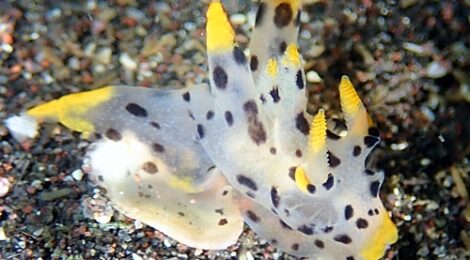 ツノザヤ、白ゴマ、アオウミガメ、巨大肉団子