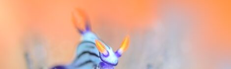 フォトジェニックなクロスジリュウグウウミウシ