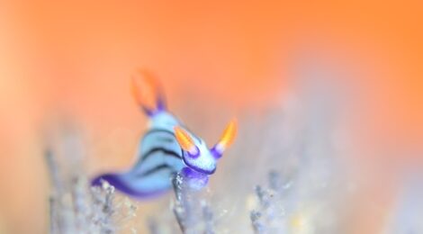 フォトジェニックなクロスジリュウグウウミウシ