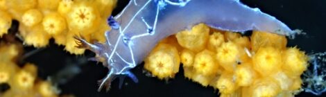 オセザキホクヨウウミウシ クリオネの仲間