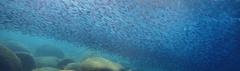 嵐の前の静けさ？海の中は楽しく賑やかになってきました。