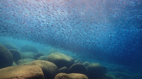 嵐の前の静けさ？海の中は楽しく賑やかになってきました。