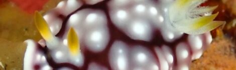 キカモヨウ、ゴマちゃん、ちびピカ、ウミウシ34種