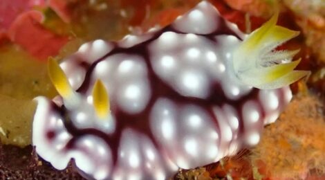 キカモヨウ、ゴマちゃん、ちびピカ、ウミウシ34種