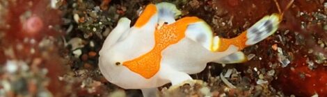 ちび白クマドリカエルアンコウ登場！