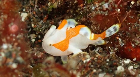 ちび白クマドリカエルアンコウ登場！