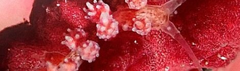 マツカサウミウシ属の一種 名前はまだない