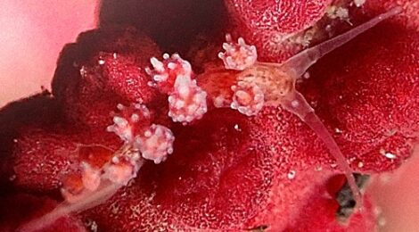 マツカサウミウシ属の一種　名前はまだない