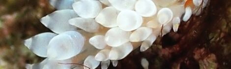 カトリオーナ・オセザキエンシス