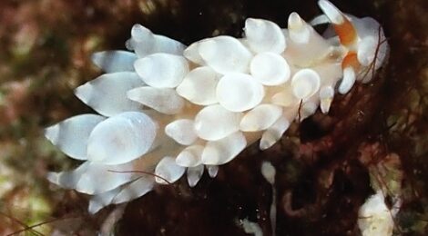 カトリオーナ・オセザキエンシス