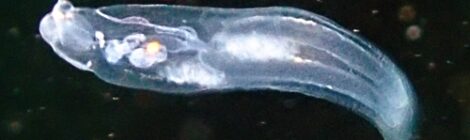 ササノハウミウシ遭遇&NEWゴマちゃん