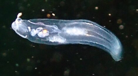 ササノハウミウシ遭遇＆NEWゴマちゃん