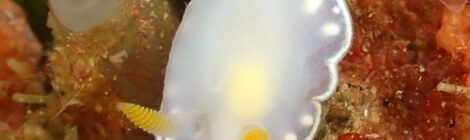 シラウメウミウシ