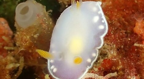 シラウメウミウシ