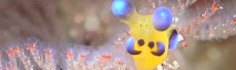 ちびピカ　スカシハナガサ　