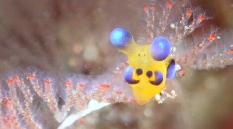 ちびピカ　スカシハナガサ　