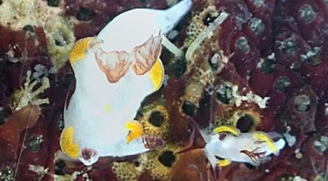 ウミウシ日和　
