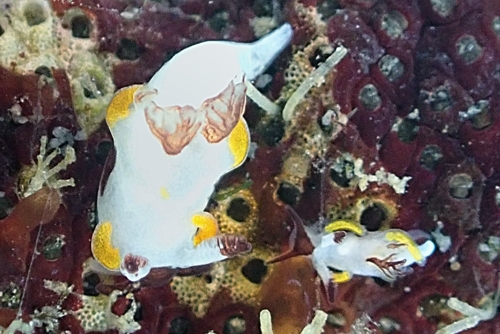 ☆ウミウシ☆オーダー掛軸 ウミウシ日和 | 海の案内人ちびすけ