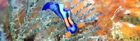 アデヤカイロウミウシ属の一種健在　セトリュウも　ゴマちゃん発見