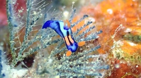アデヤカイロウミウシ属の一種健在　セトリュウも　ゴマちゃん発見