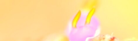 ラベンダーウミウシ